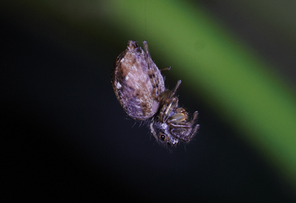 Zootaxa's tweet image. Four #newspecies of jumping #spiders from #Qomolangma National Nature Reserve, #Xizang, #China (#Araneae: #Salticidae)
#taxonomy
doi.org/10.11646/zoota…