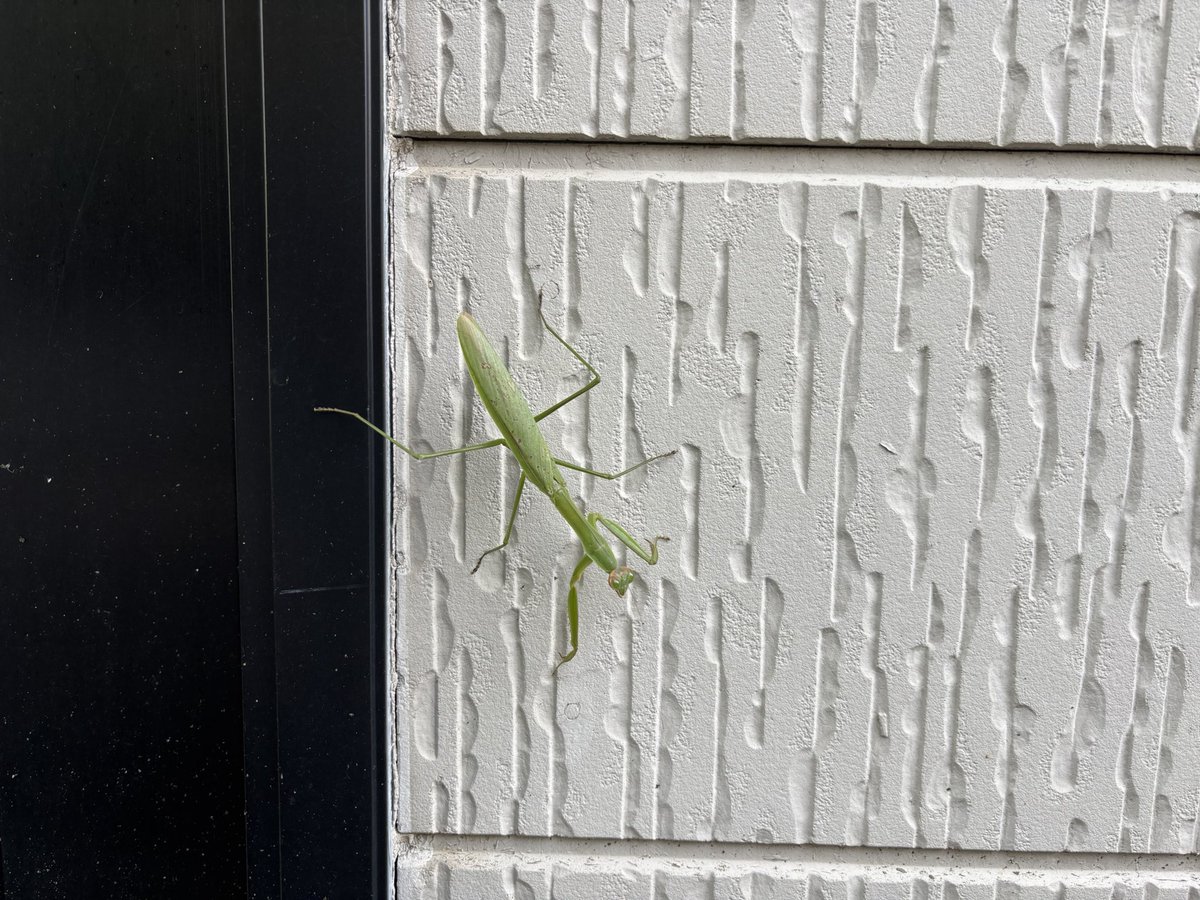 ちょうど昨日ふぇーくんと大島さんとカマキリの話してたからタイムリーだった。
ちなみに自宅には2023年1月1日(庭)ラベルのオオカマキリの標本があります。