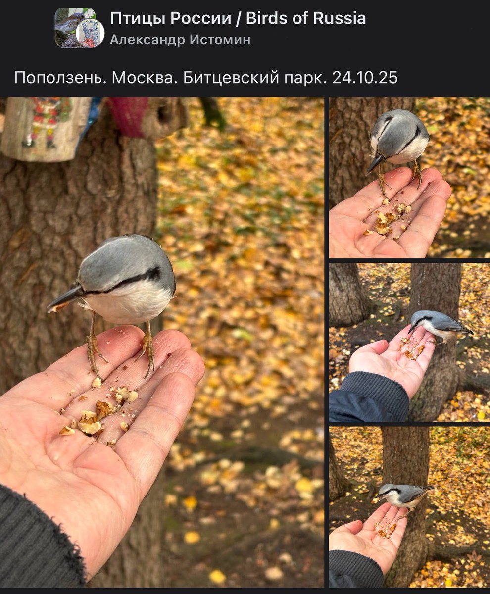 savebitza's tweet image. Битцевский лес, Москва