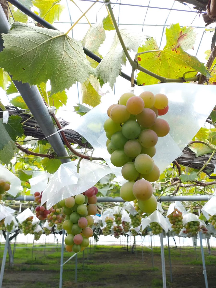 obnlpsrf's tweet image. 一粒に詰まった夏の恵み😊