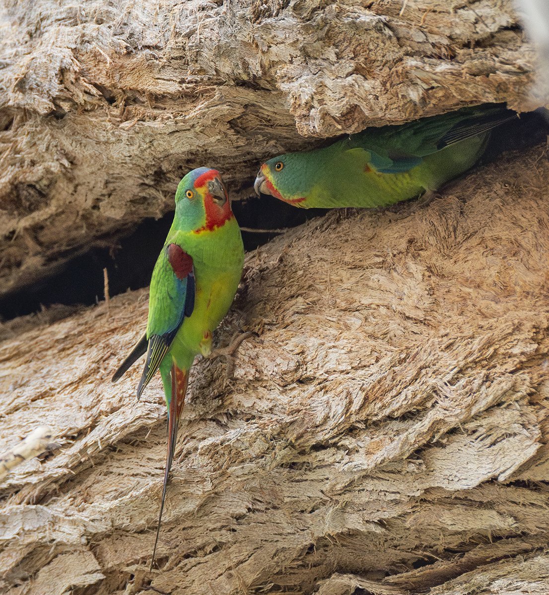 BobBrownFndn's tweet image. This rare photo shows #SwiftParrots nesting in a forest on the logging schedule. @murraywatt&apos;s EPBC Bills will sink this critically endangered species. #auspol #politas
bobbrown.org.au/murray-watts-e…