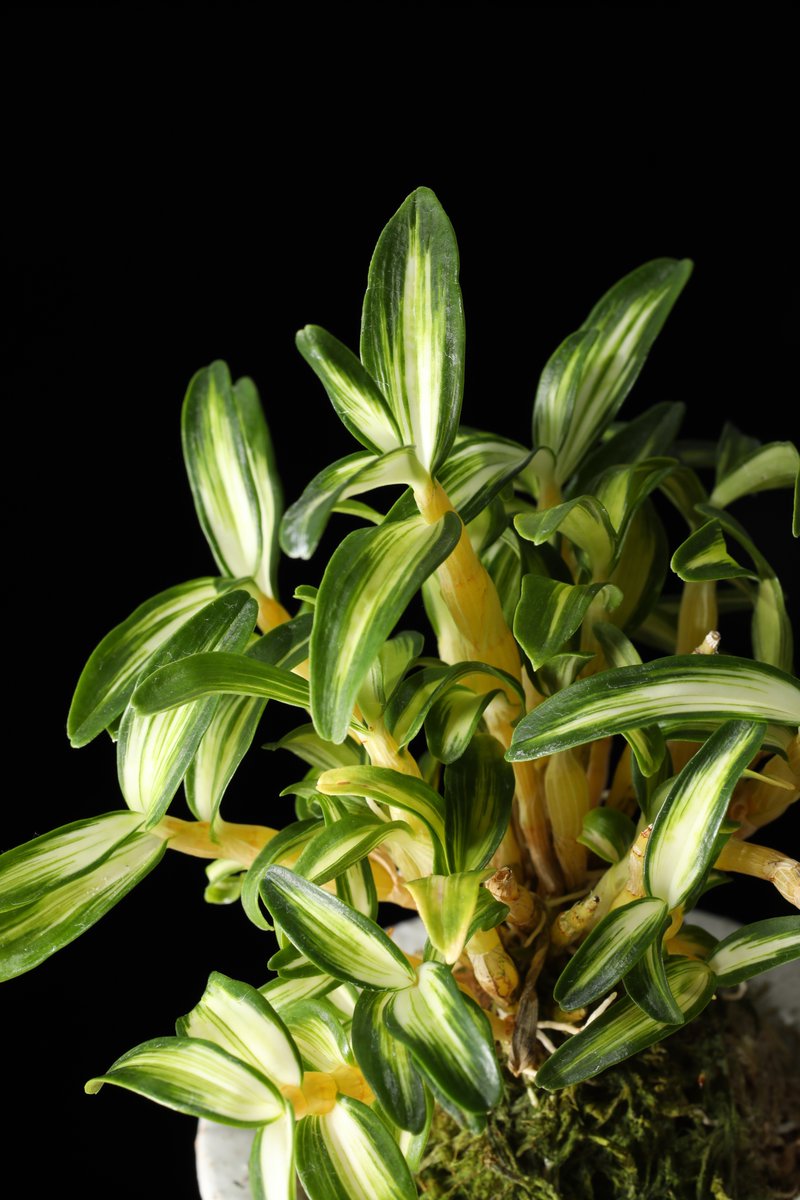 園芸JAPAN【毎月12日発売】 (@ENGEI_JAPAN) / Posts / X