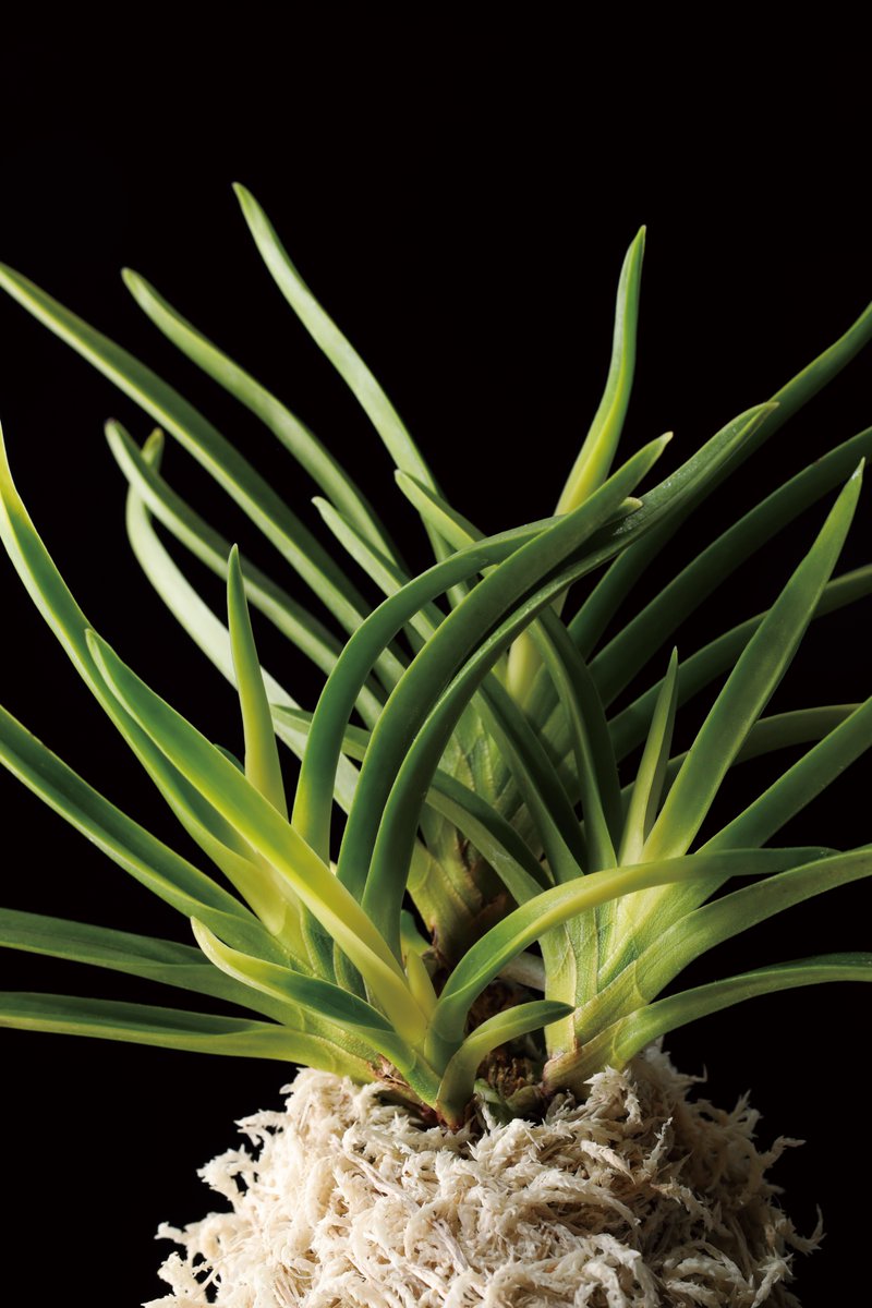 園芸JAPAN【毎月12日発売】 (@ENGEI_JAPAN) / Posts / X