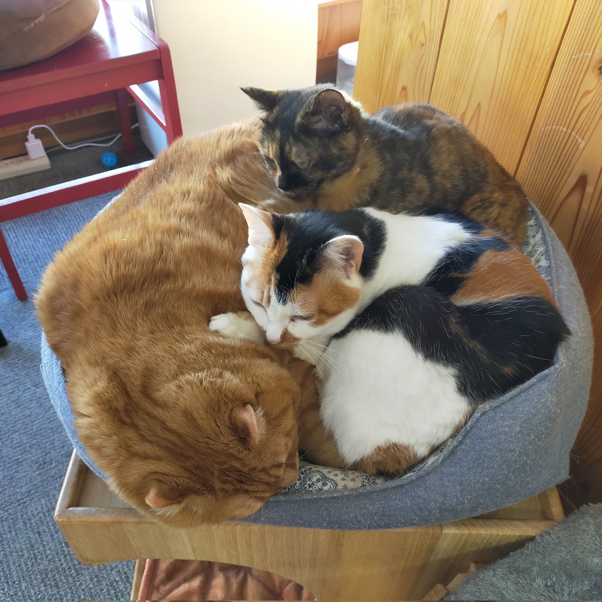 aizu_megoneko's tweet image. 昨日とはうってかわって晴天ぽかぽかの水曜日☀
#會津めごねこ 営業中です

せっかくの良いお天気
アクティブに活動しましょう

猫補充もどうぞお気軽にお立寄りください🐱❤

#猫団子
#11匹のめごい猫に逢いに来てね
#触れ合える猫カフェ
#猫休日
#11月も不定休
#固定ポスト見てね
#会津 ＃ca