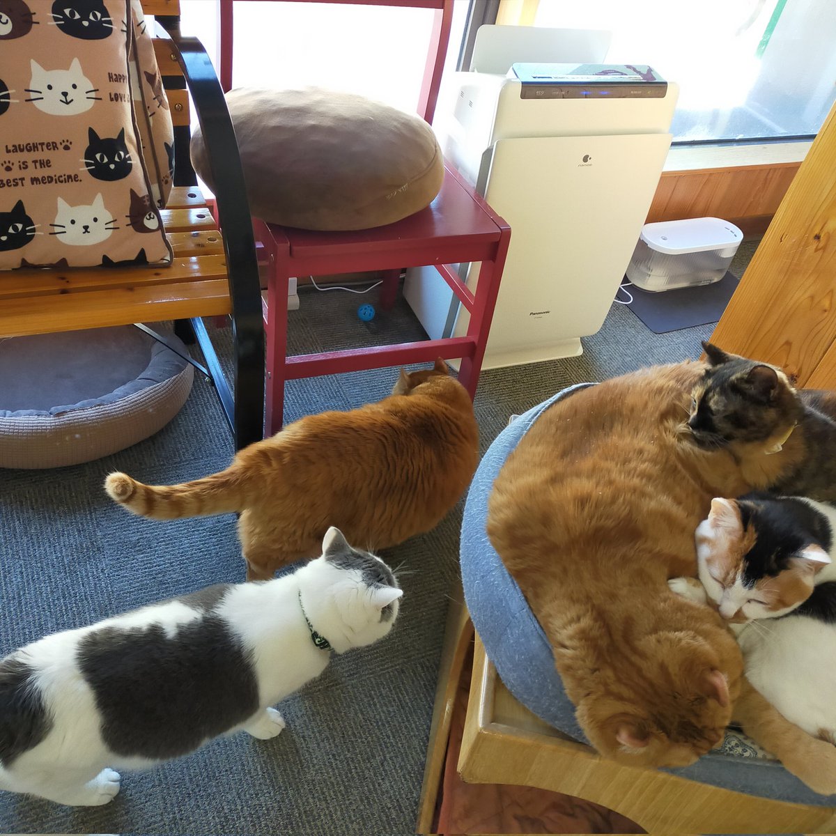 aizu_megoneko's tweet image. 昨日とはうってかわって晴天ぽかぽかの水曜日☀
#會津めごねこ 営業中です

せっかくの良いお天気
アクティブに活動しましょう

猫補充もどうぞお気軽にお立寄りください🐱❤

#猫団子
#11匹のめごい猫に逢いに来てね
#触れ合える猫カフェ
#猫休日
#11月も不定休
#固定ポスト見てね
#会津 ＃ca