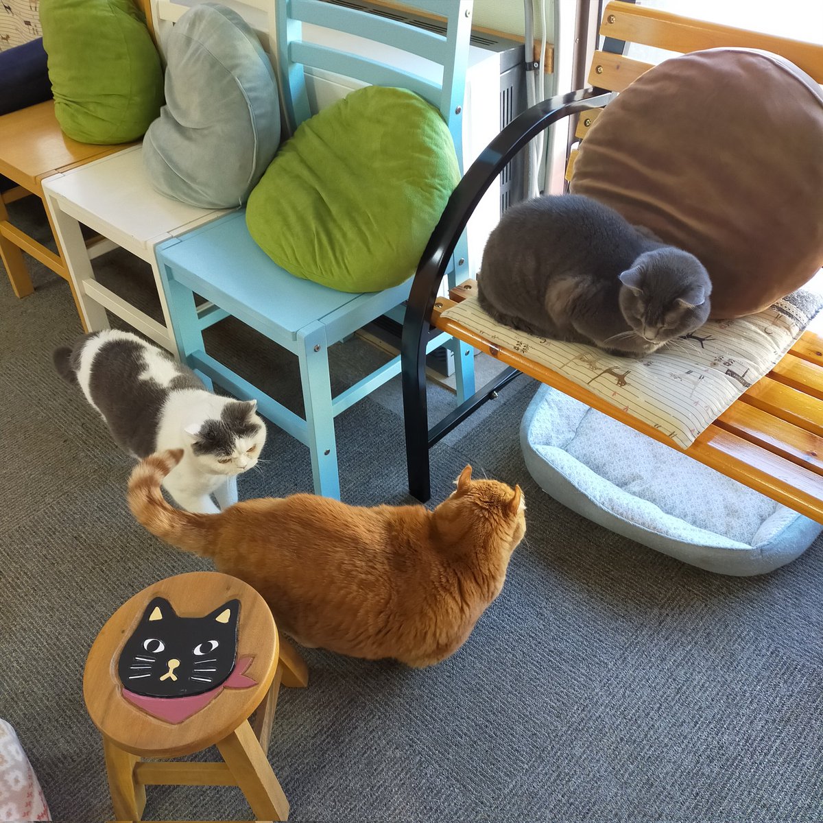 aizu_megoneko's tweet image. 昨日とはうってかわって晴天ぽかぽかの水曜日☀
#會津めごねこ 営業中です

せっかくの良いお天気
アクティブに活動しましょう

猫補充もどうぞお気軽にお立寄りください🐱❤

#猫団子
#11匹のめごい猫に逢いに来てね
#触れ合える猫カフェ
#猫休日
#11月も不定休
#固定ポスト見てね
#会津 ＃ca