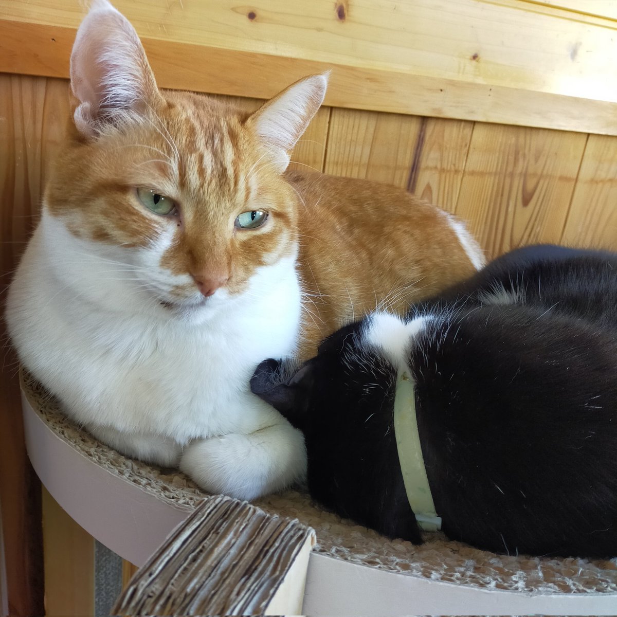 aizu_megoneko's tweet image. 昨日とはうってかわって晴天ぽかぽかの水曜日☀
#會津めごねこ 営業中です

せっかくの良いお天気
アクティブに活動しましょう

猫補充もどうぞお気軽にお立寄りください🐱❤

#猫団子
#11匹のめごい猫に逢いに来てね
#触れ合える猫カフェ
#猫休日
#11月も不定休
#固定ポスト見てね
#会津 ＃ca