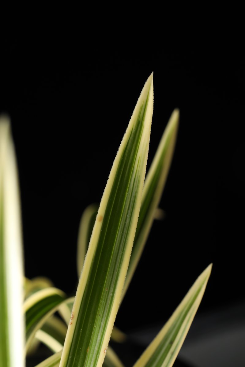 園芸事典 唐津市】春真っ盛り！「グリーンプラザいちかわ」でガーデニングや家庭