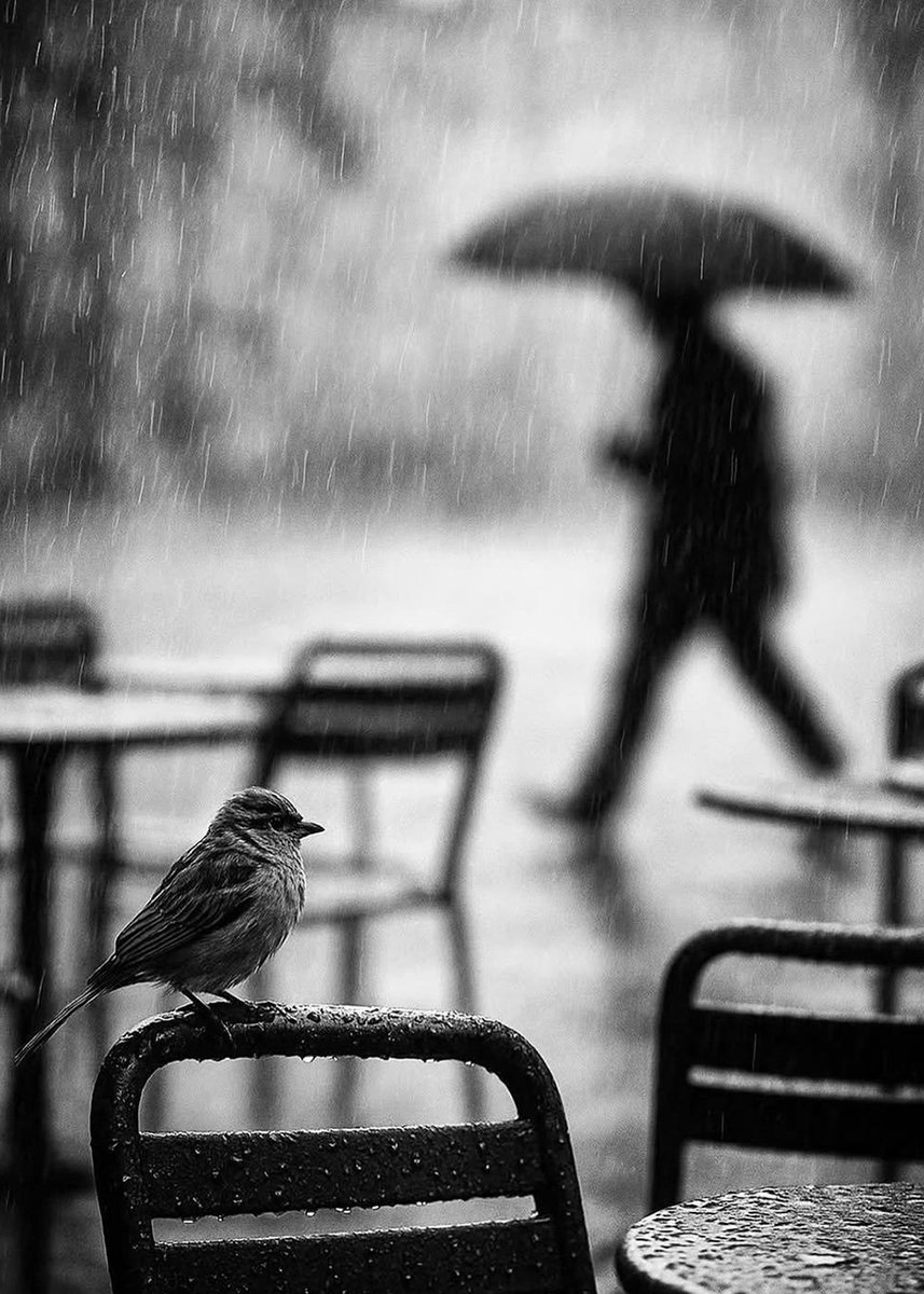 PHOTOGRAPHIE REMARQUÉE ET REMARQUABLE…                                                   Comme chaque matin pour ouvrir ma page, voici une photographie rare que j'ai trouvée sur X et qui mérite le détour de votre regard…                          Photographie d'art, de presse,