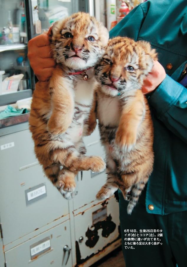11月新刊🩵新版『タイガとココア』 釧路市動物園 写真 ／ 林 るみ 文