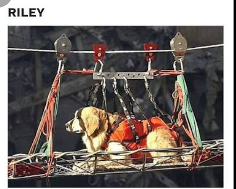 GoldretrieverUS's tweet image. On Veterans Day, thanks to all who served. Especially K9- like Riley.
On 9-11,  he was deployed to the World Trade Center.  They&apos;ve protected our democracy- 250 years. 

#USarmedforces #Searchandrescue
#nopolitics
