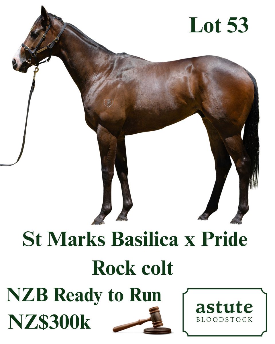 AstuteBldstock's tweet photo. Delighted to secure this ST MARK’S BASILICA x PRIDE ROCK colt 💥
NZ$300k at the NZB Ready To Run Sale.
Powerful, athletic, and fluent in his breeze — stamped by his elite sire.
Out of a Fastnet Rock mare from a top family.
📞 Call Will Macdonald 0499 773 144 to get involved! https://t.co/PUnGtW5mFg