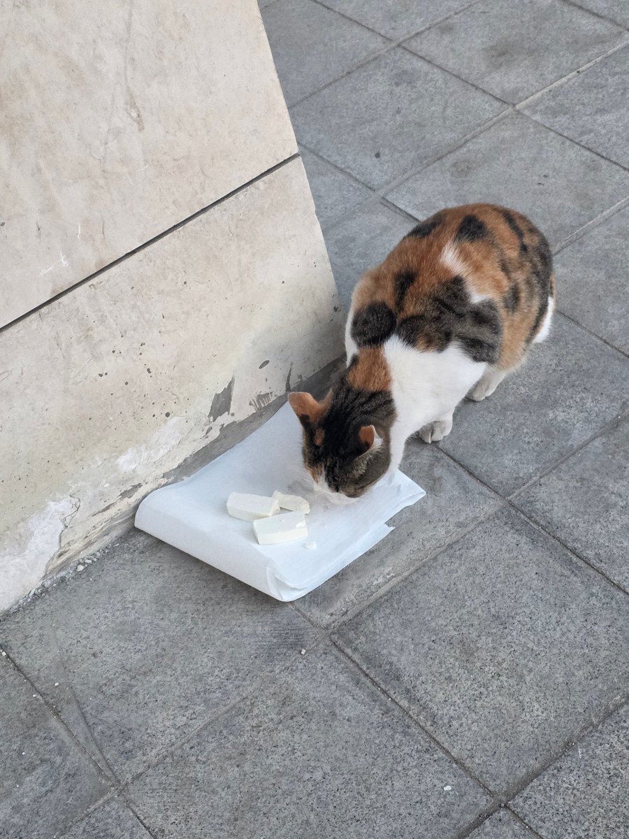 Önce can 🐈

Günaydın ☕

#SokakHayvanlarıSahipsizDeğil
#birkapsubirkapmama