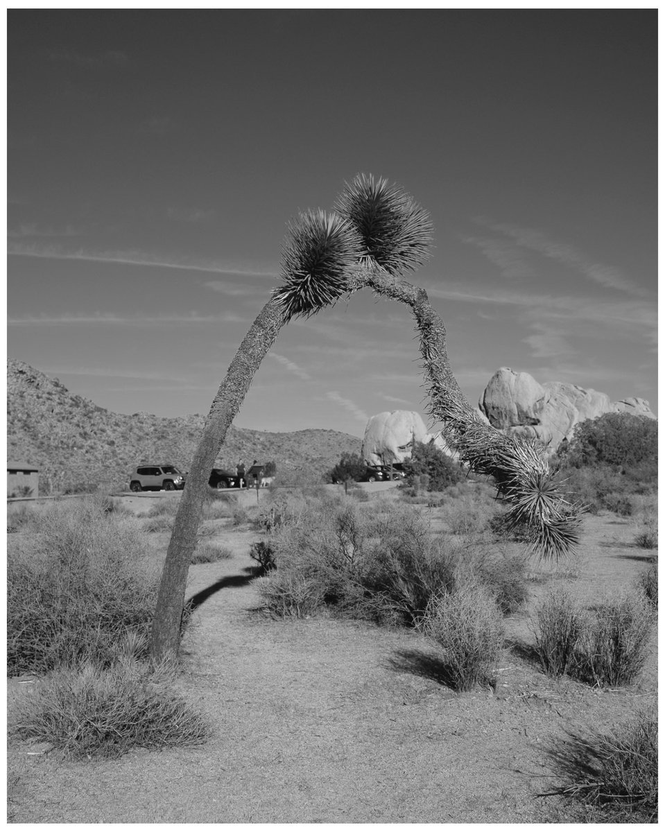 migueliswell's tweet photo. Some stills while on @JoshuaTreeNPS these images have an Acros + yellow filter on them as well as monochrome. https://t.co/wUtQxvC3LX
