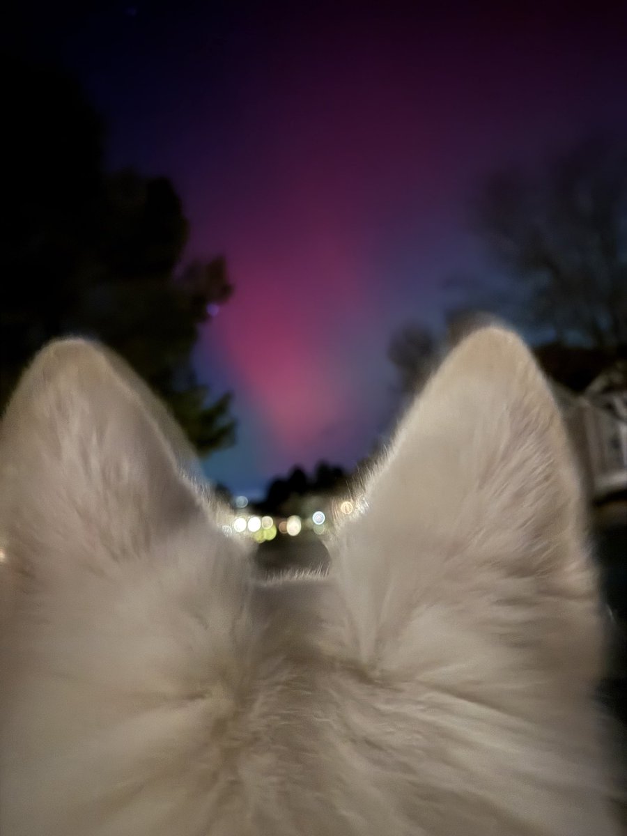 Denver northern lights 👀 

and Luna 🐶