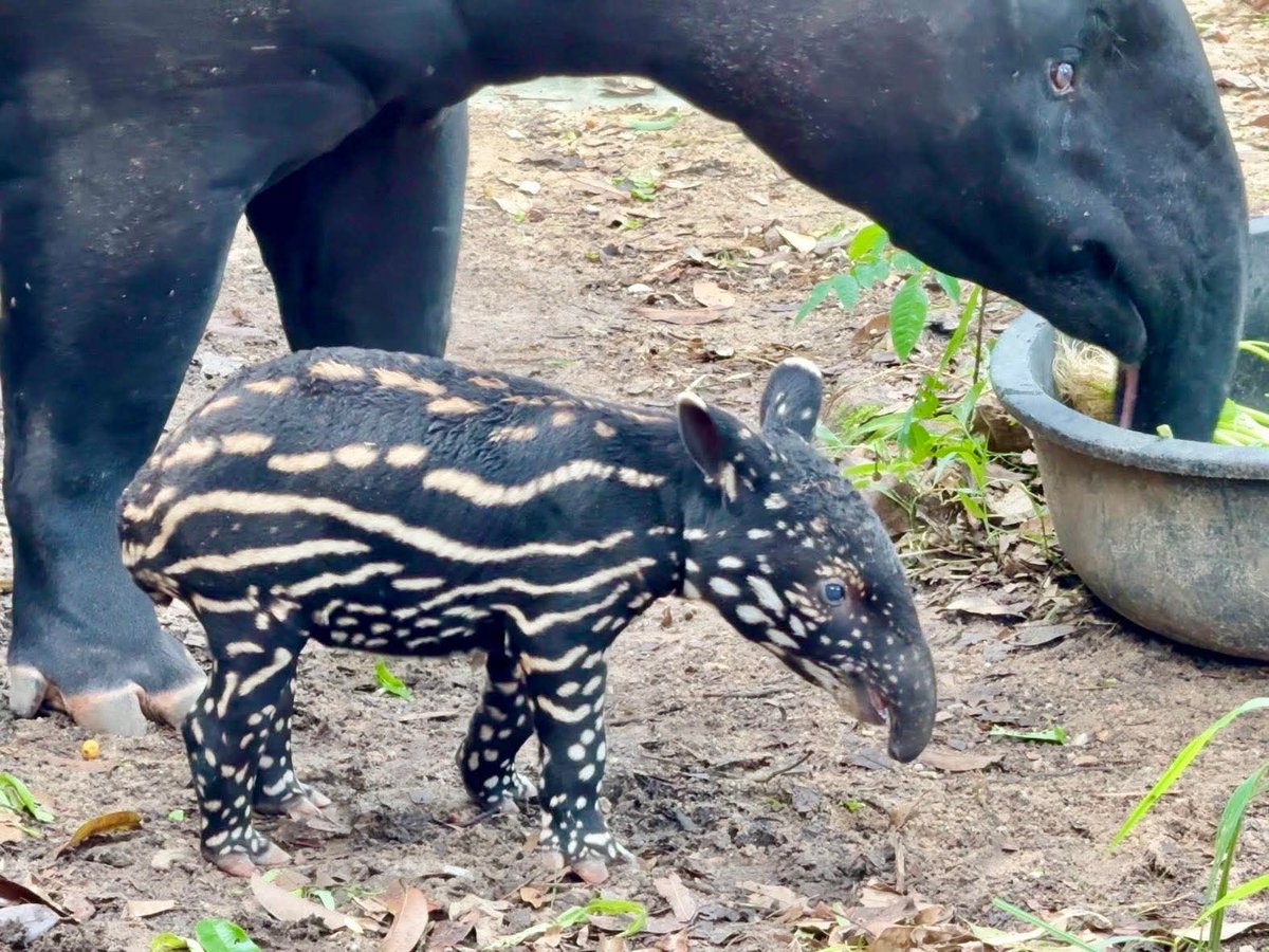 สวนสัตว์เปิดเขาเขียว Khao Kheow Open Zoo tweet media