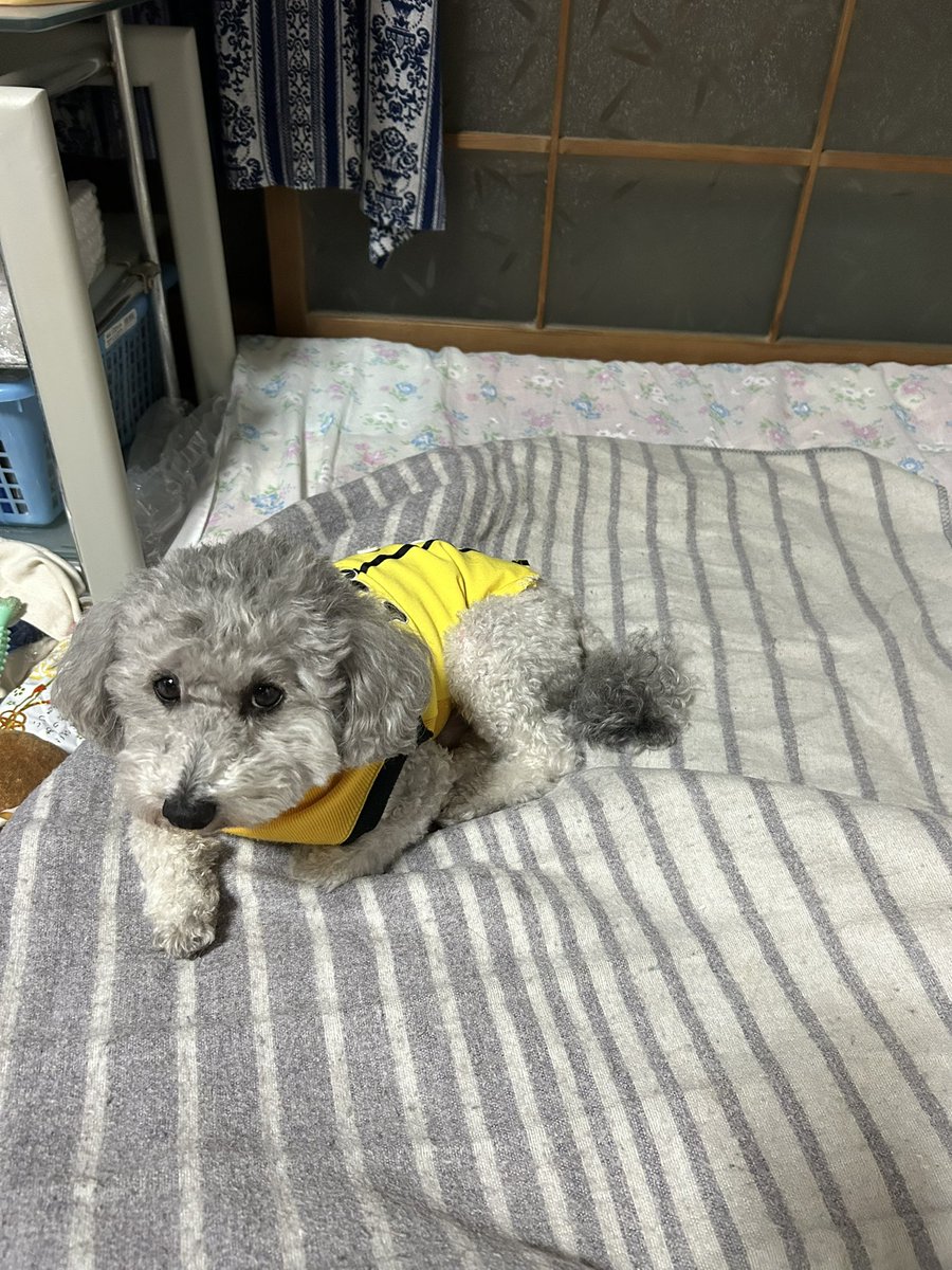 まめるめる様　ご相談ページ めーめる on X