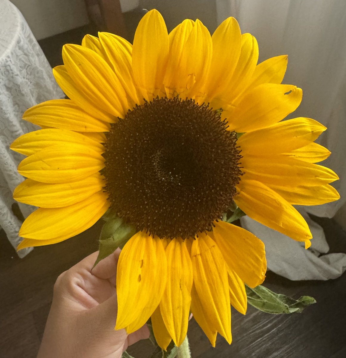 dandelion_g_f's tweet photo. " عبّادُ الشمسِ يميل إلى شمسهِ
ولكلٌ مِنا يا شَمسي شَمسهُ " 

🌻🫂 https://t.co/nGplddU27Y