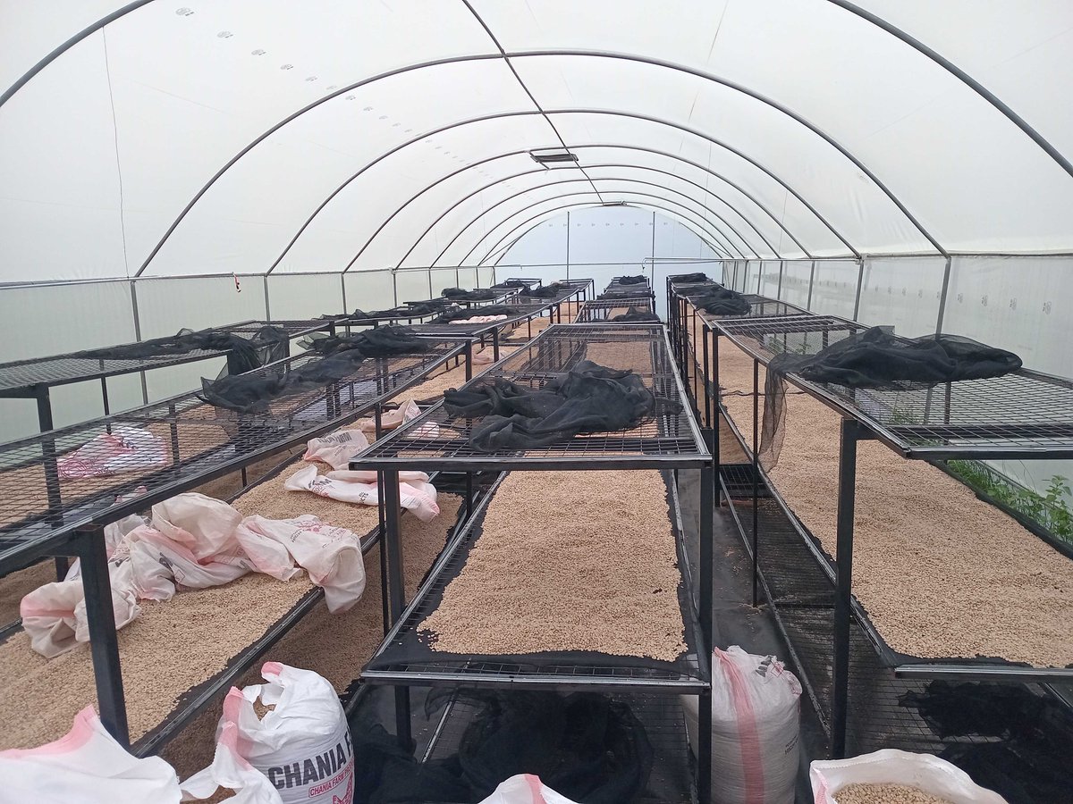 taitangetich's tweet image. Bumper coffee harvest in Kenya 🎉

We are doing preventive maintenance and its always exciting to find our dryers full to capacity

This co-op has more coffee than we can dry and they can&apos;t dry under the sun due to the rains. See the clouds?
#postharvestlosses #solardryers