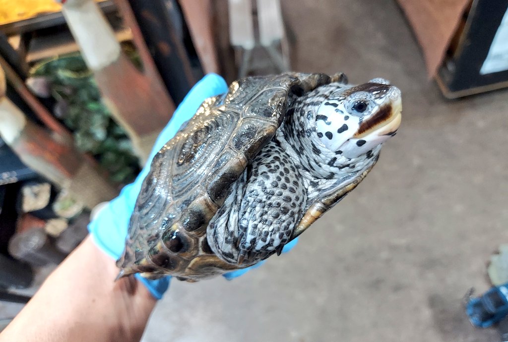 Great Reptiles BPF-G on X