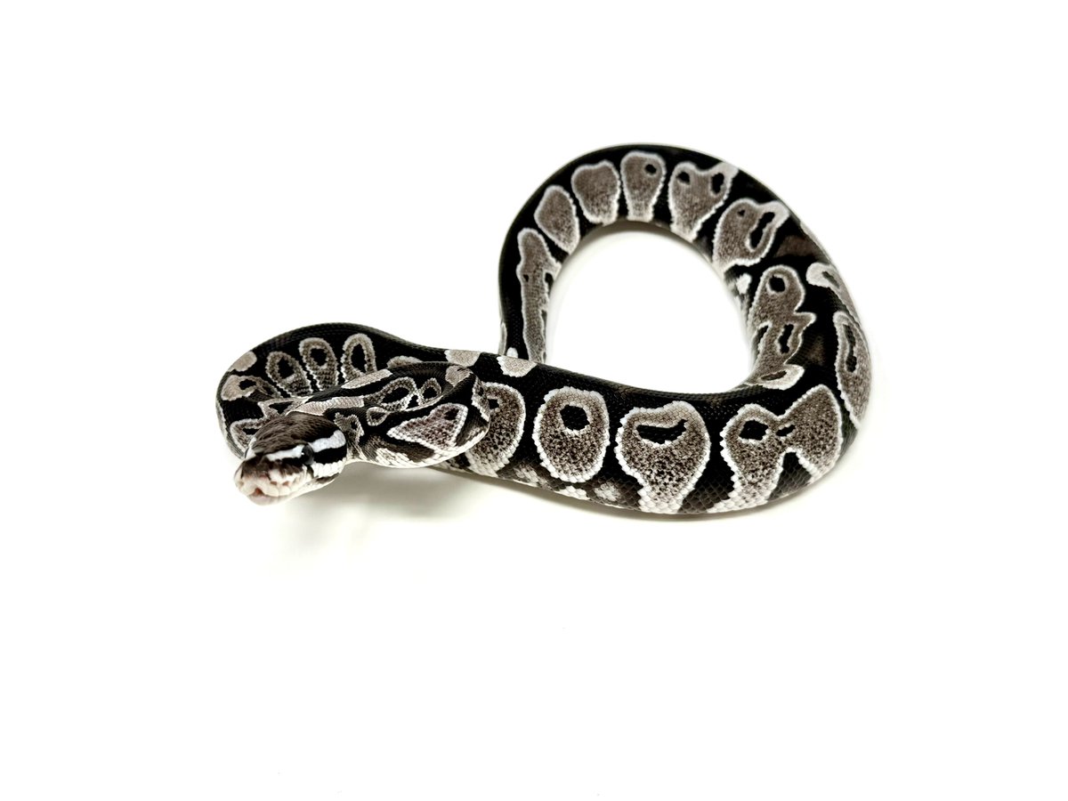 vbp_ballpython's tweet image. US便入荷しました。
在庫リスト更新してあります。
お問い合わせお待ちしております。

docs.google.com/spreadsheets/d…