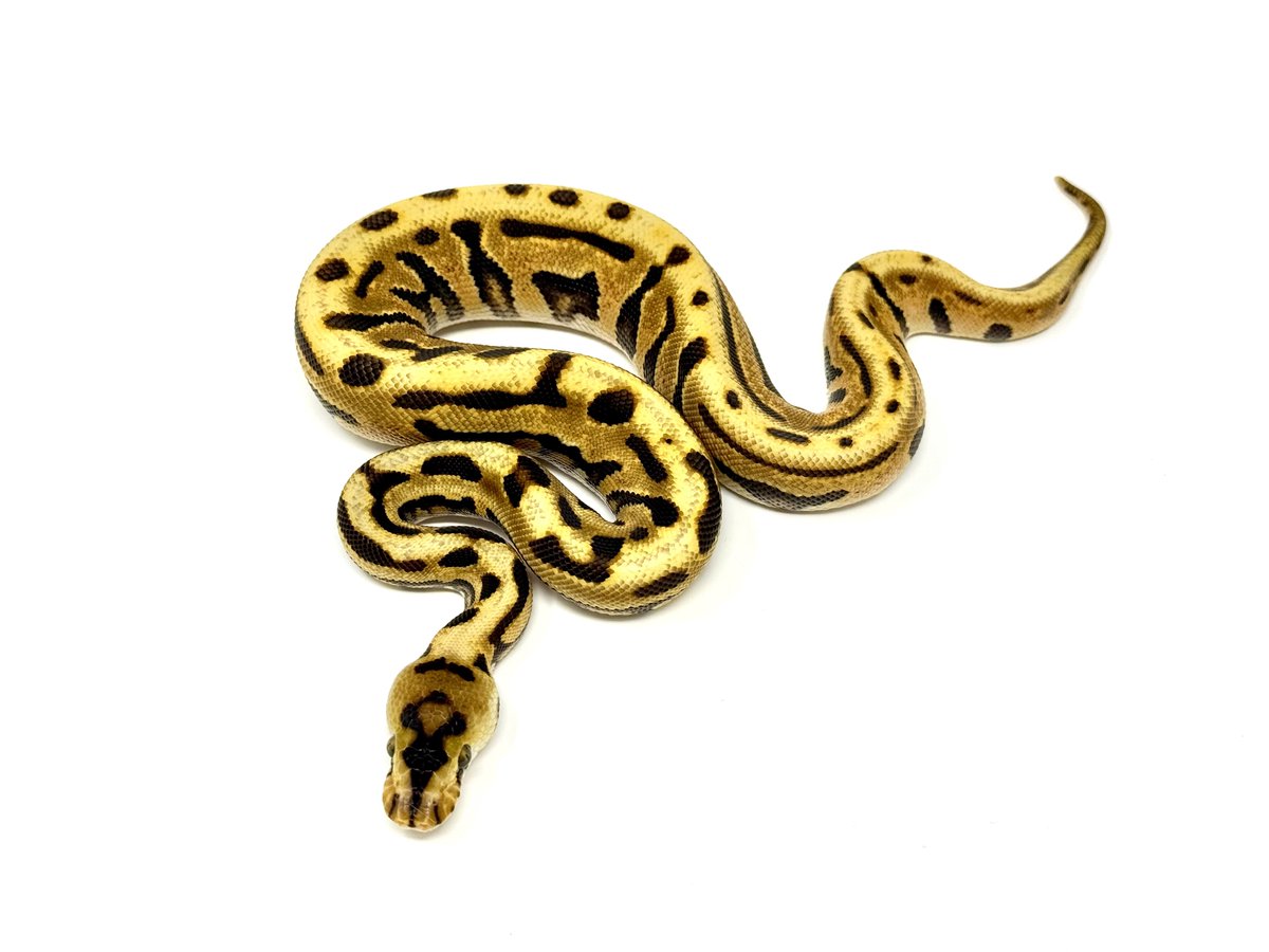 vbp_ballpython's tweet image. US便入荷しました。
在庫リスト更新してあります。
お問い合わせお待ちしております。

docs.google.com/spreadsheets/d…