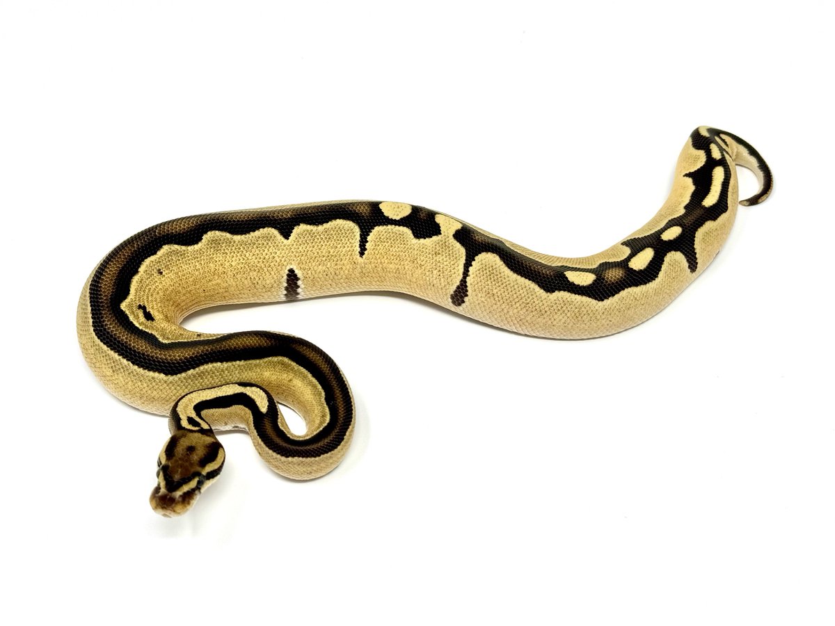 vbp_ballpython's tweet image. US便入荷しました。
在庫リスト更新してあります。
お問い合わせお待ちしております。

docs.google.com/spreadsheets/d…