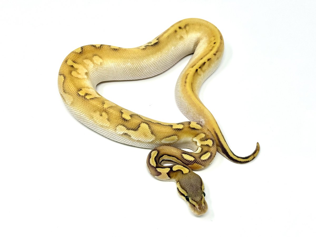 vbp_ballpython's tweet image. US便入荷しました。
在庫リスト更新してあります。
お問い合わせお待ちしております。

docs.google.com/spreadsheets/d…