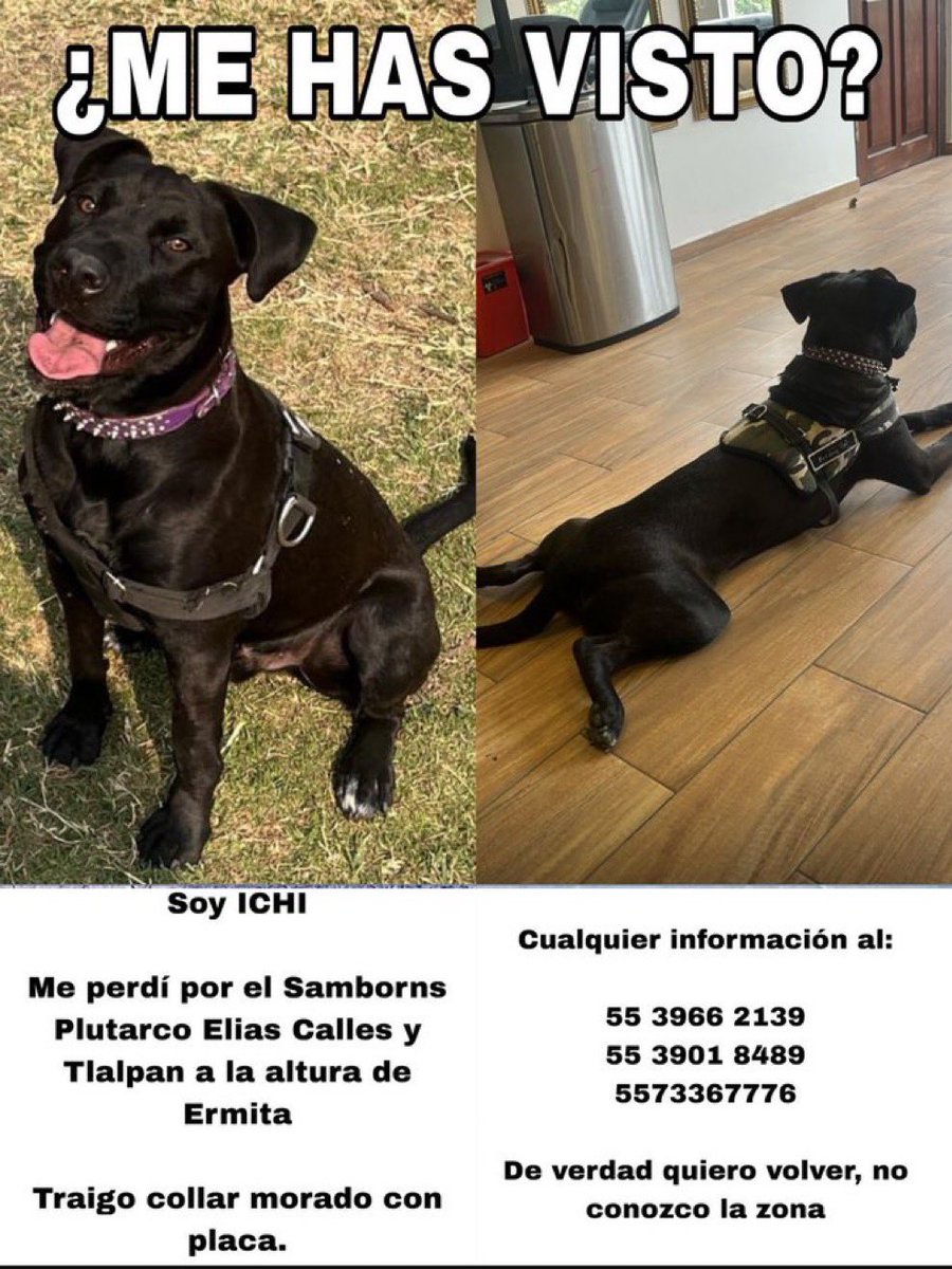 Alina_Gag's tweet image. 