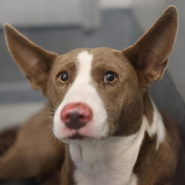 🆘 GORGEOUS DOG IS BEING KILLED TOMORROW 11.12 BY #SANANTONIO ACS #TEXAS‼️

FARRAH PAWSIT 🐾💘#A782264
2yo

If you're looking for a loyal companion with a big heart &amp; sweet spirit, she’s your girl! 🥰Sweet &amp; gentle
🏠 Ready to start her new life!

#AdoptDontShop #Foster #Pledge