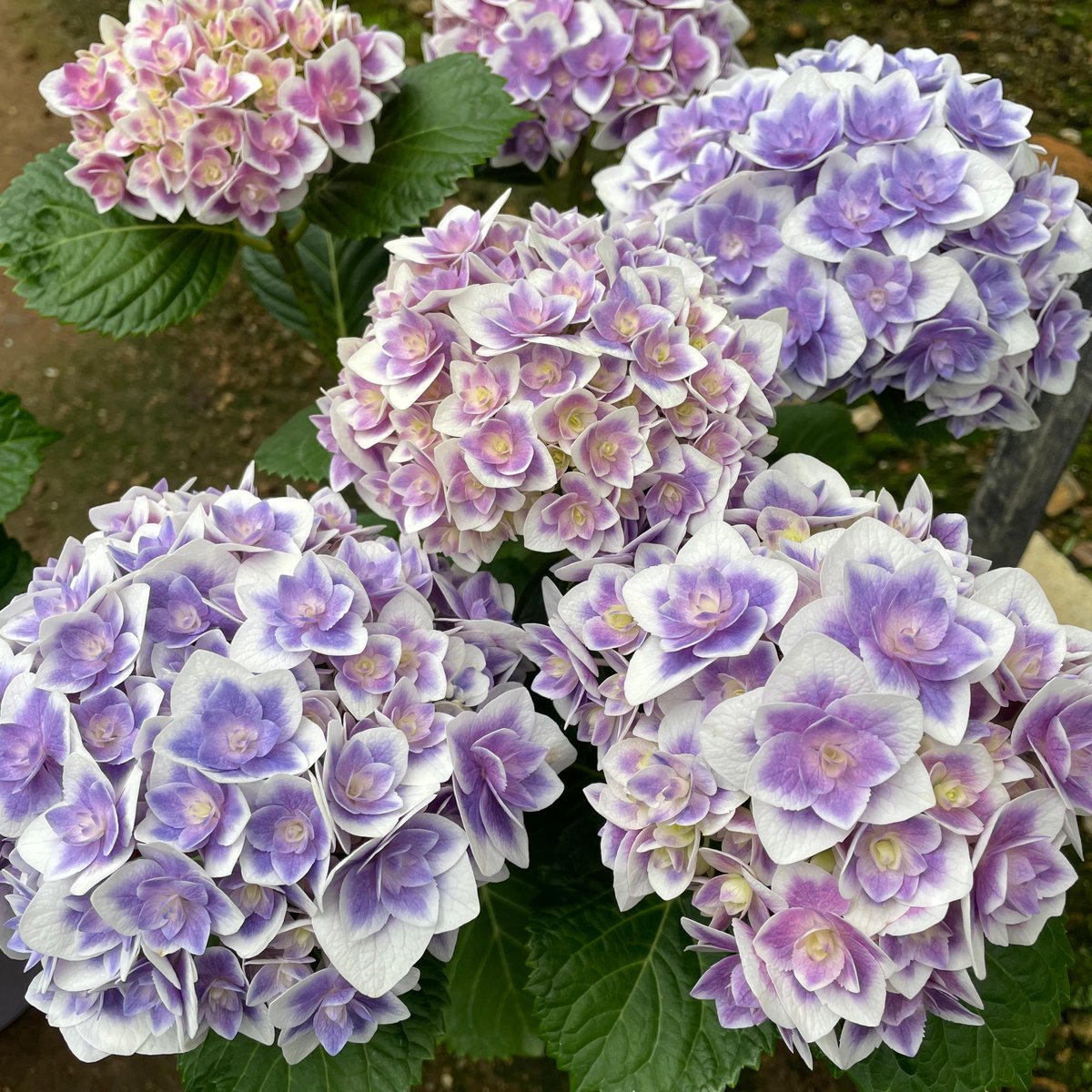 専用　【貴重】総絞り　ぼかし水月花 📙ガイドをさらに楽しめる🎵／ おすすめ品種 花編➄💐 #アジサイ ✨新