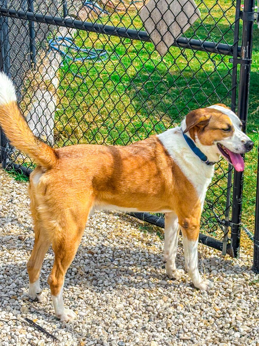 🌮 Meet Chorizo | 3-yrs-old | 60 lbs. | A friendly sweetheart! 🐾
Chorizo loves walks &amp; enjoys playing with gentle dogs. He has a kind &amp; loving spirit. ❤️ He’s a sweet boy who needs a second chance.
#wacotexas #petcirclewaco #offthecircle #adoptdontshop #fosteringsaveslives