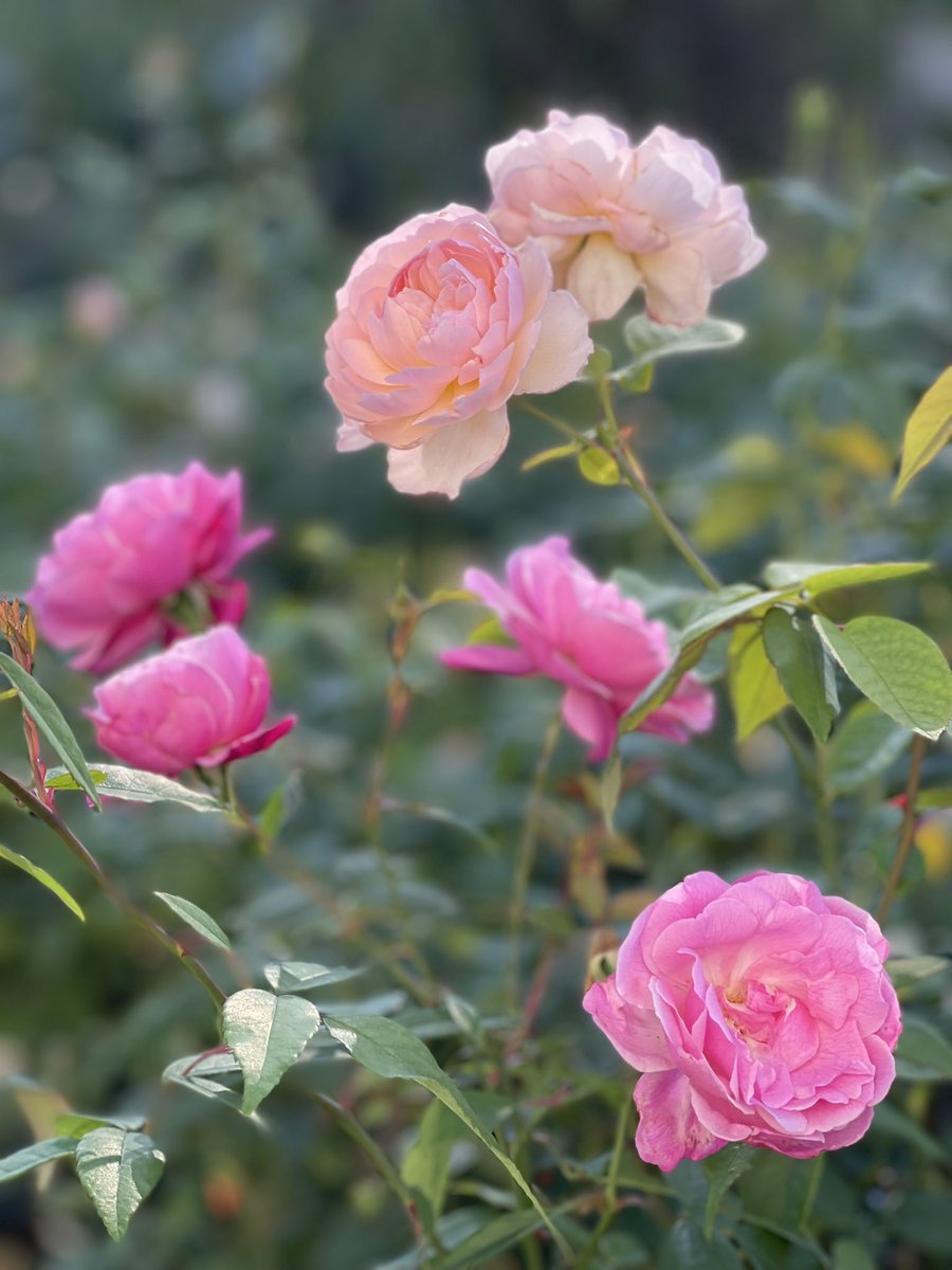 秋のバラ。冷えこむと花の色が冴えていくような気がします。