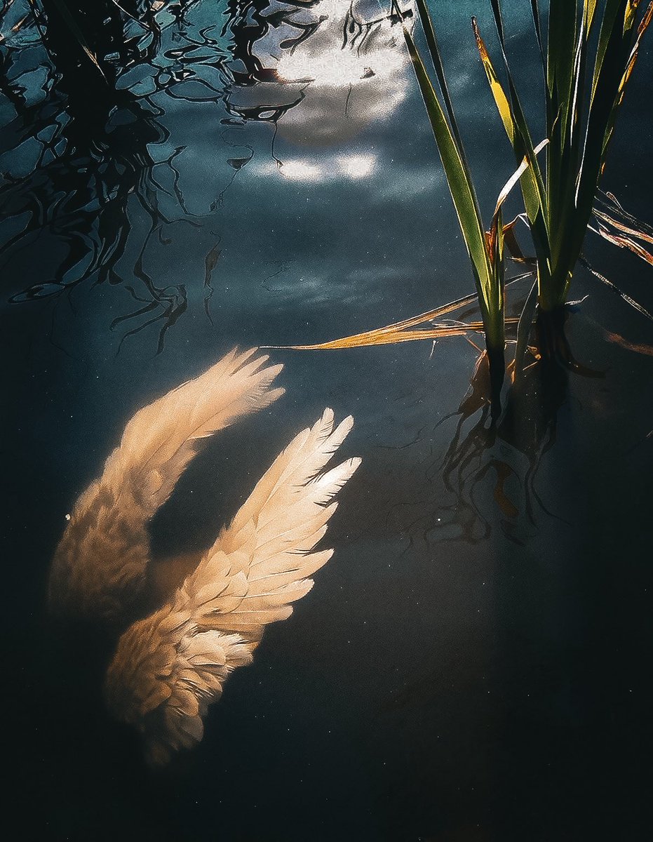 fernweh ★ tweet media