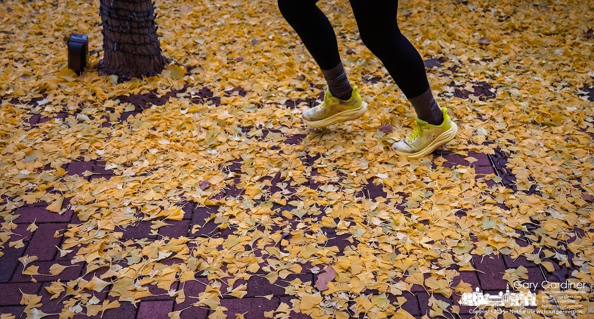 A runner’s yellow shoes match ginkgo leaves covering a sidewalk in Uptown, dropped after snow and cold finished autumn’s work. My Final Photo for November 11, 2025.  rebrand.ly/mfp111125