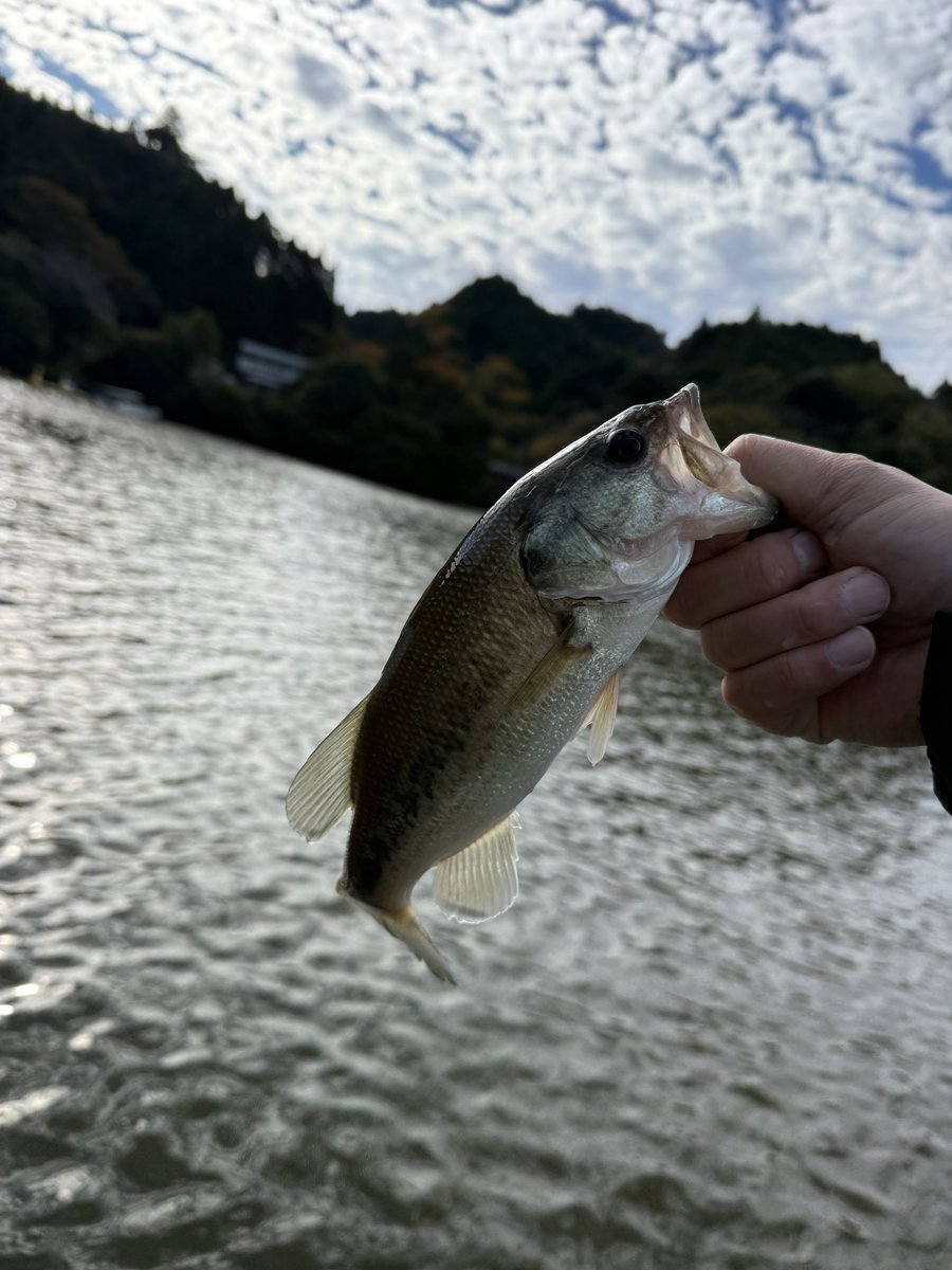 preshin8's tweet image. 寒い🥶亀山湖！
朝の気温は4℃

だがしかし、底の底からブラックバスきたぁ🐟

#亀山湖 
#のむらボート