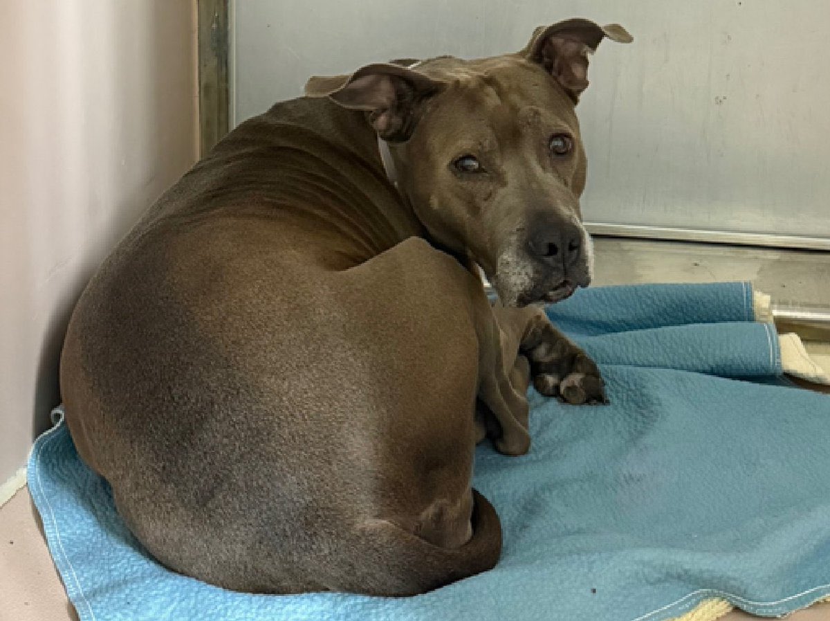 Lucy • TBK 💉November 1️⃣3️⃣ NYC

This poor girl was surrendered to no 🏡