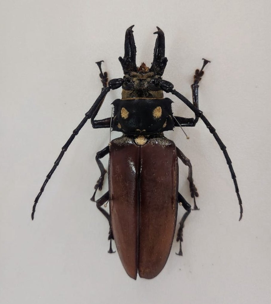 jiin hwang tweet media