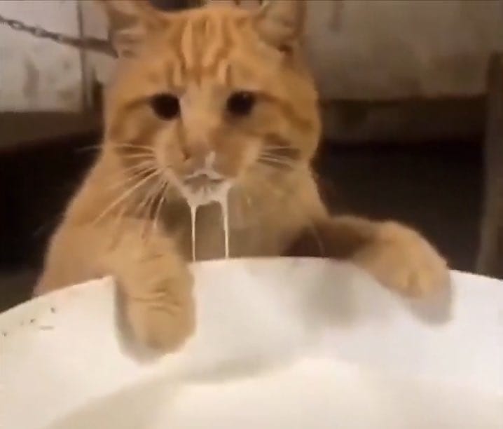 Punch Cat (@punchingcat) on Twitter photo 