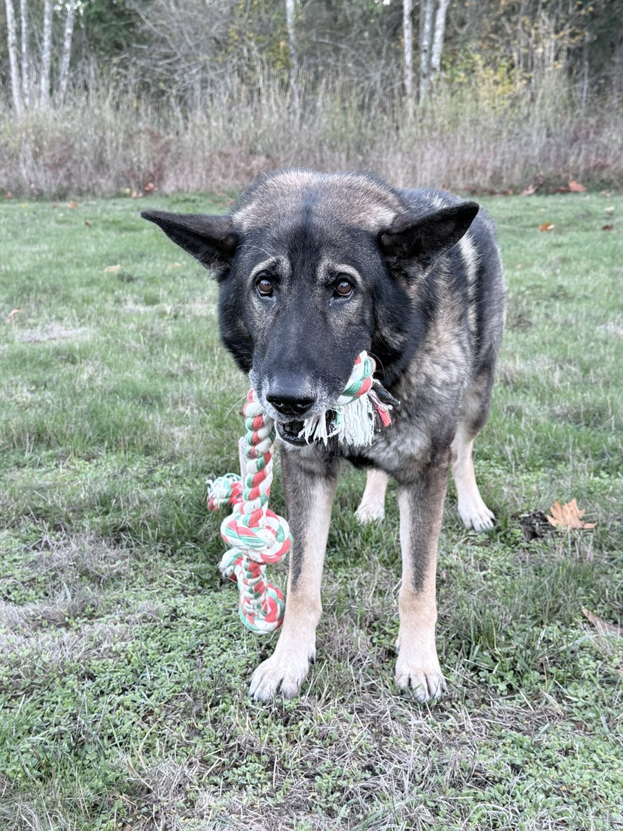 Tyler and K9 Arlo tweet media