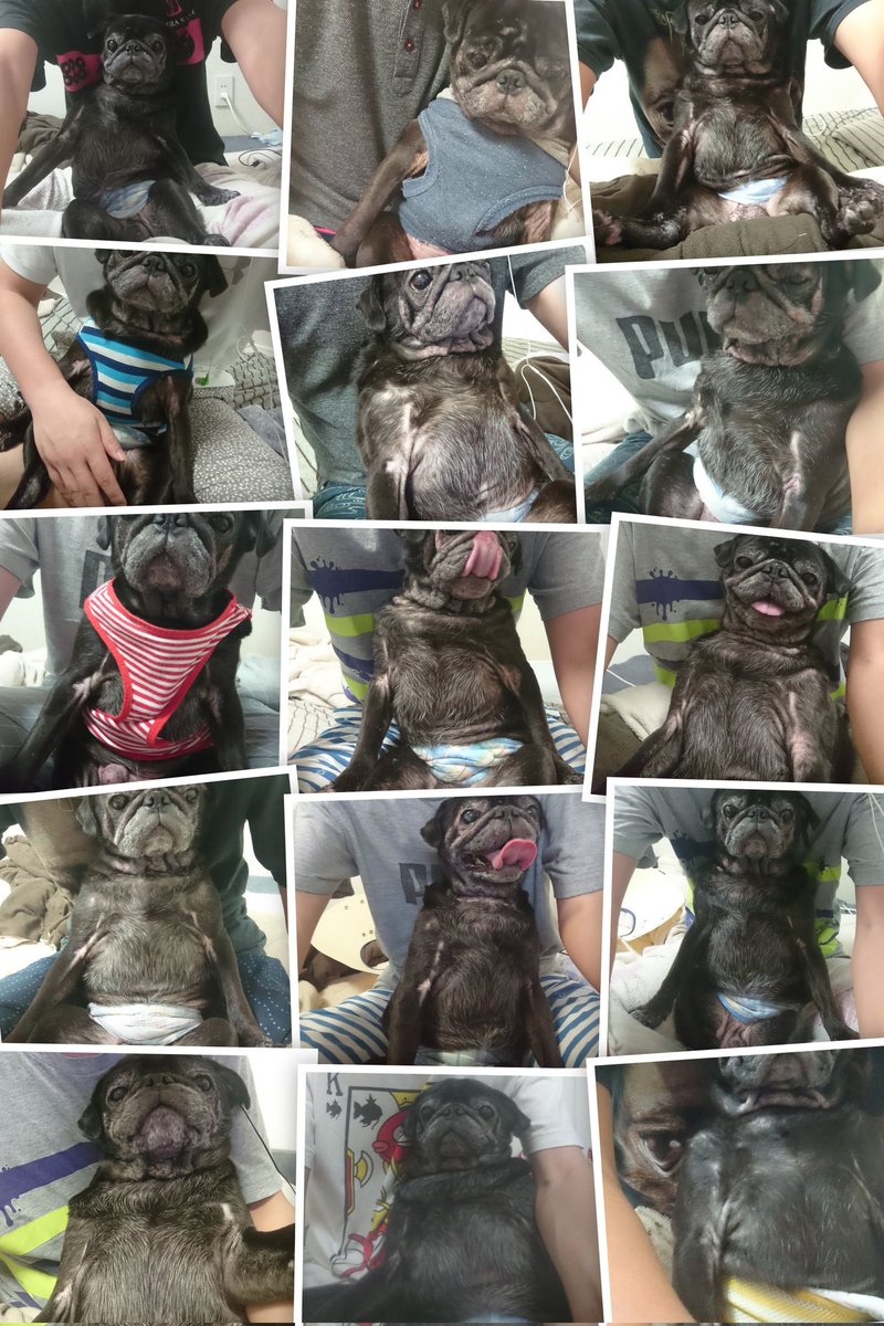 パグお(パグ愛好家) (@pug3ta) / Posts / X