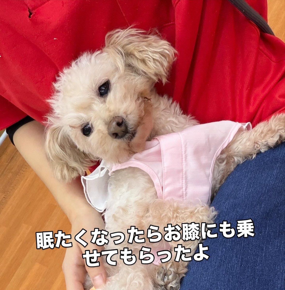 保護犬パーク長居店&トリミングサロン（ラブファイブ:保護犬カフェ系列