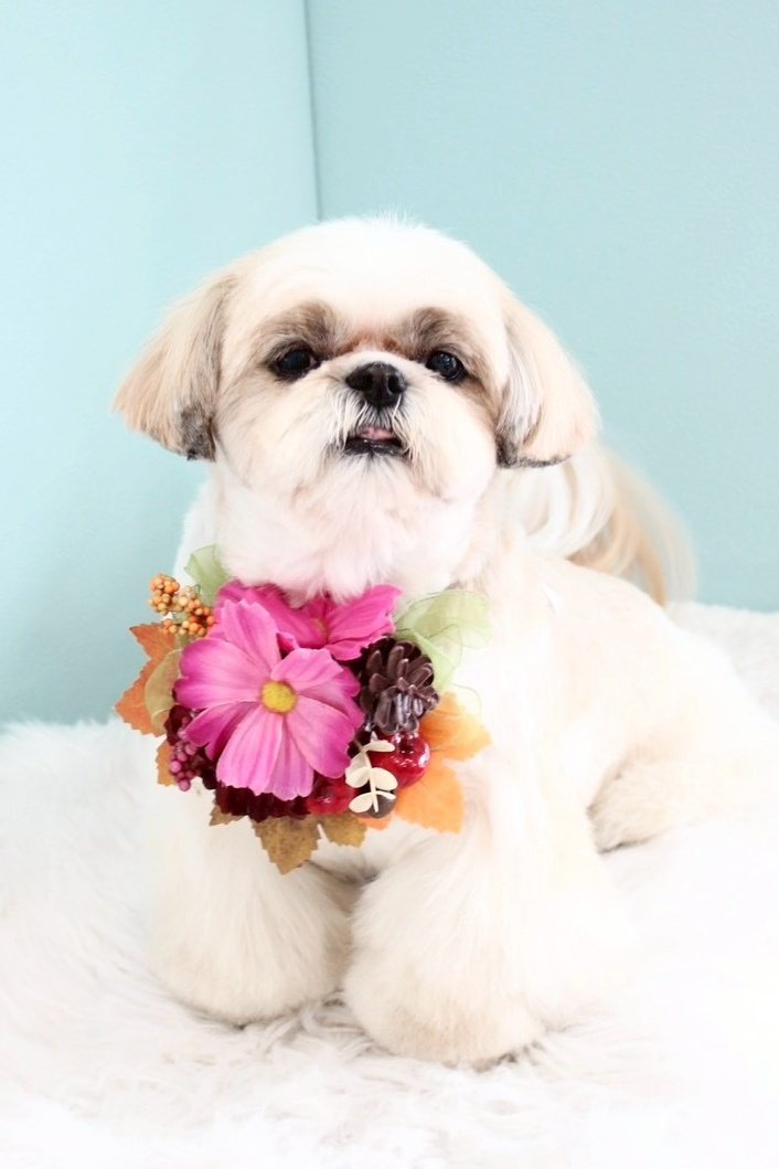 しおまめはなちゃん🐾̑̈‎´(◍•㉦•◍)๑ﾜﾝ! (@lovesiomame0013) / Posts / X