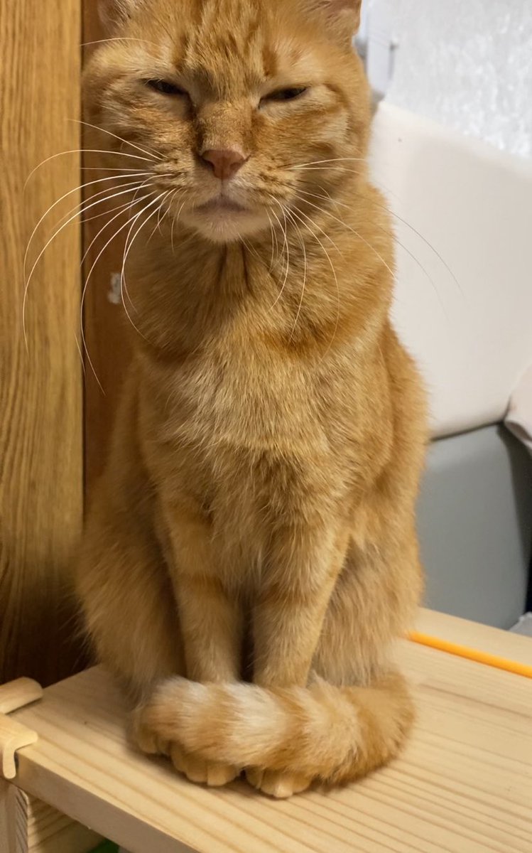 さ*ー様 コヤンイサムチョン♥️皆マフラーはしましたか❓キャー虎猫の