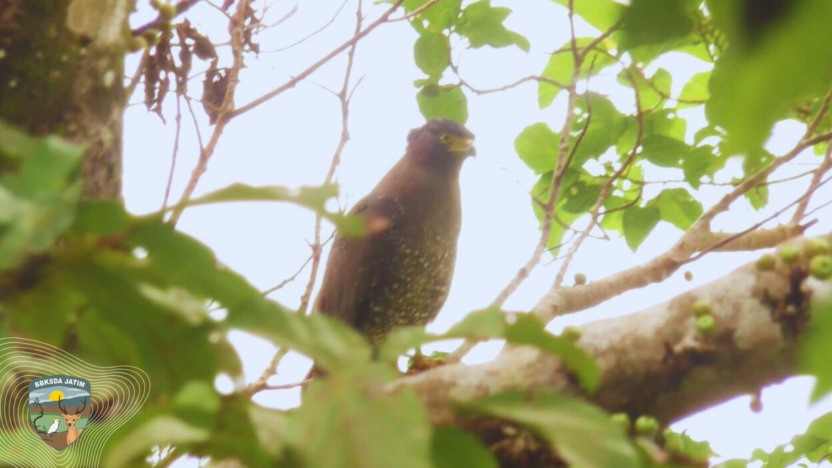 bbksda_jatim's tweet image. 7 Individu Elang Ular Bawean Muncul Serentak di Gunung Besar, Pertanda Apa Ini?
@RajaJuliAntoni @kemenhut_ri @KominfoJatim 

#Rabu #Pagiii #SPOKESPERSON #warisanpembangunanindonesia #kehutanan #Bksda #Jawatimur
Selengkapnya
bbksdajatim.org/7-individu-ela…