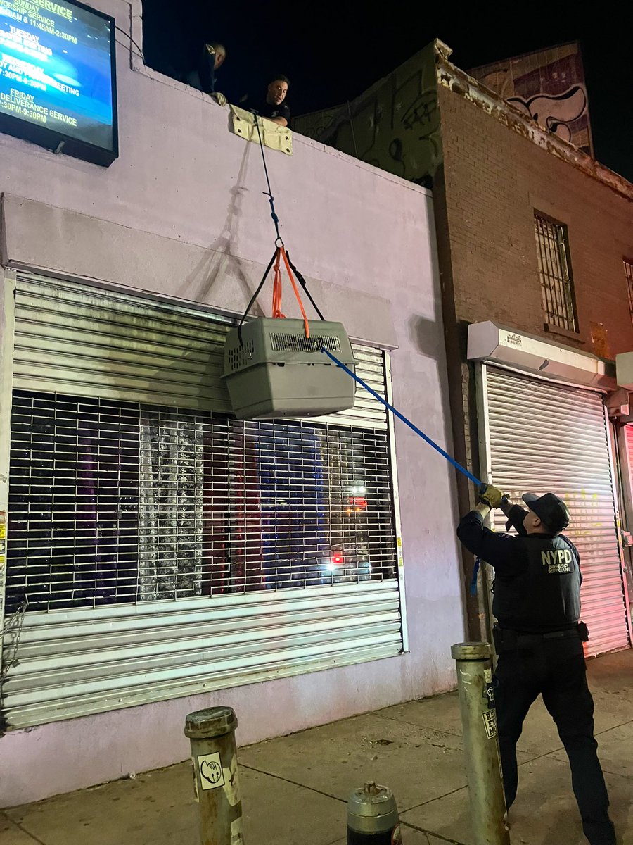 NYPD79Pct's tweet photo. Recently, your Q team responded to a 311 call for an abandoned dog on a roof. When they arrived on scene, they found an injured dog in deplorable conditions. With help from the Emergency Service Unit, they seized the dog and turned it over to @ASCPCA. Later, an arrest was made. https://t.co/KY9V7NkBMq