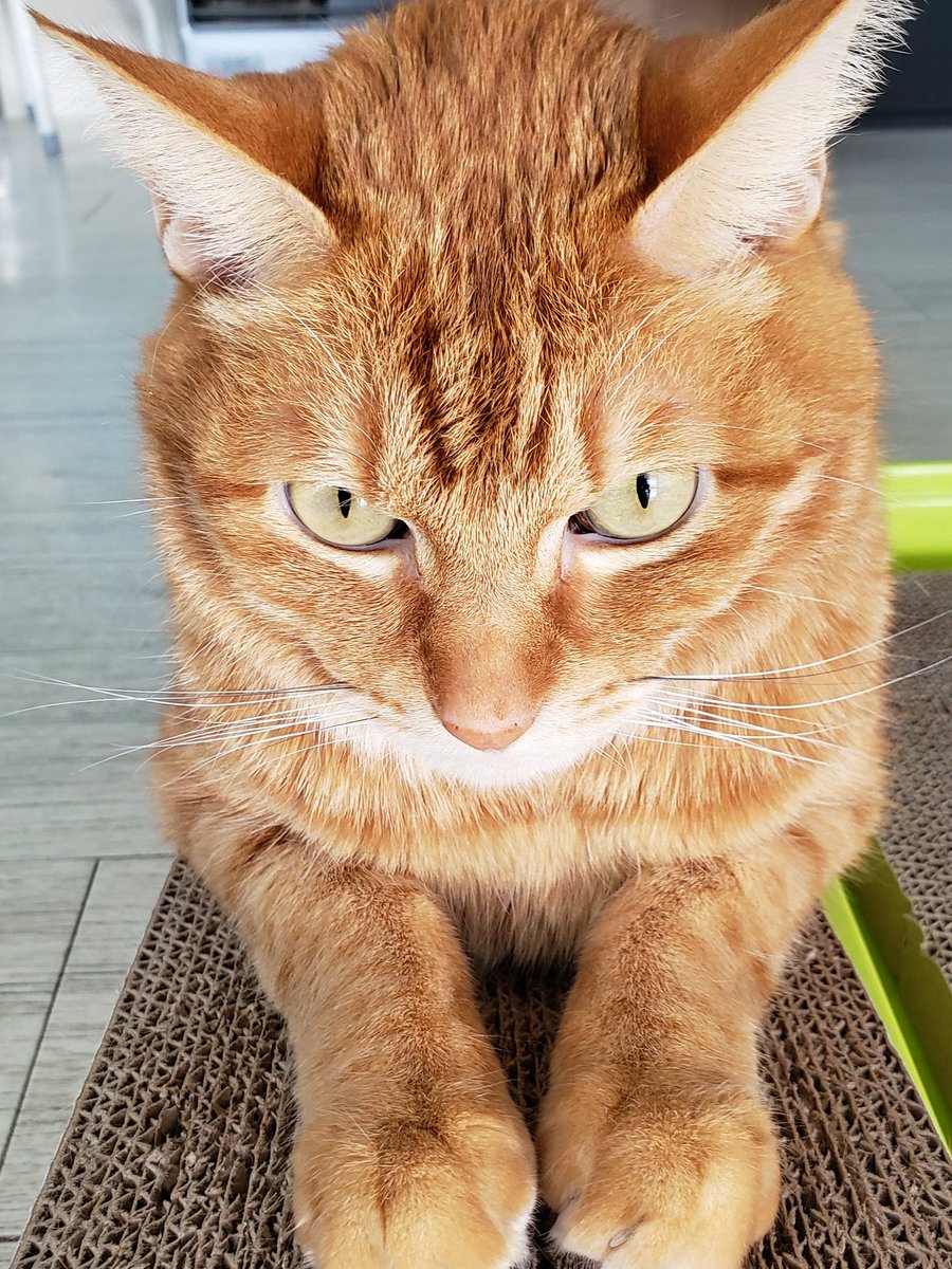 パセリ 0から始める夢幻 on X