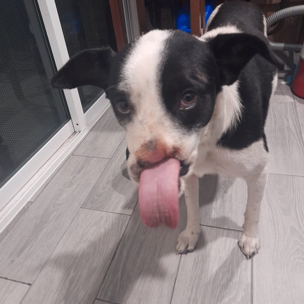 HELA_MORE's tweet image. 7 meses después por fin la pudieron atrapar.🙏🏼

Pero tenemos un problema,tiene un bebé y no tenemos dónde llevarlo.🥺
¿Alguien que le pueda dar hogar temporal al bebé? 

A ella la vamos a llevar a pensión.