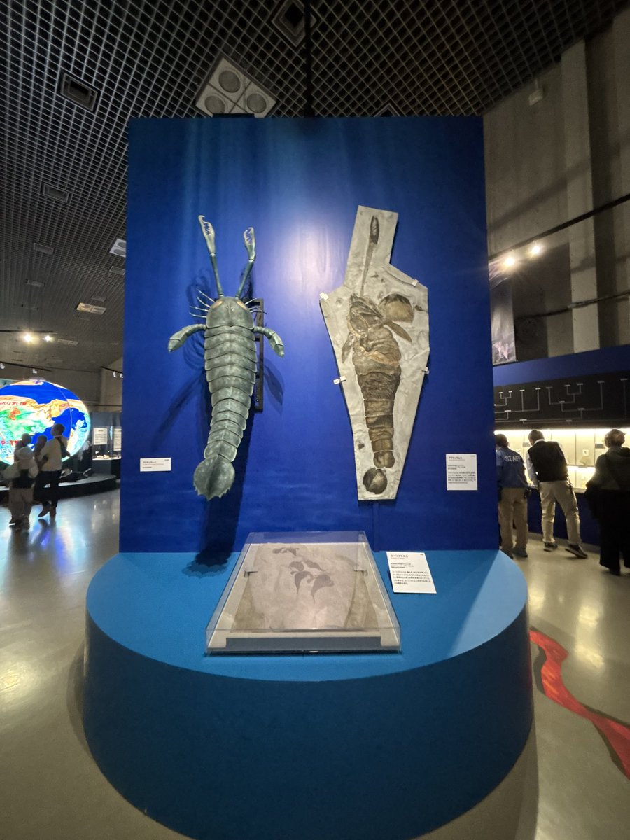 ジンベエー (@NZSjIFiJi8eDWdD) / Posts / X