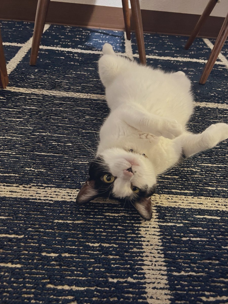 tetuya_haze's tweet image. 必ずくしゃみすると注意してくる
秋はぶたくさがね、、